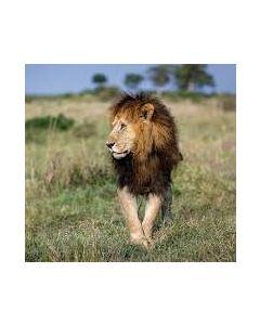 Australia post parcel send For Magento 2