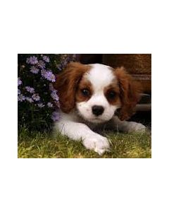 પરીક્ષણ